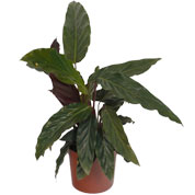 Calathea 'Purplestar' - C12